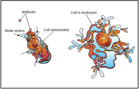 Different antibiotics destroy bacteria in different ways. Some short-circuit the processes by which bacteria receive energy. Others disturb the structure of the bacterial cell wall, as shown in the illustration above. Still others interfere with the production of essential proteins. (Illustration by Electronic Illustrators Group.)